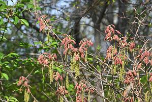 2025-05087715 Parker River NWR, MA